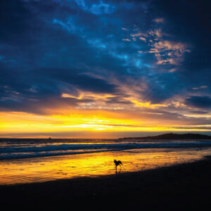 Dog in the surf, Butterfly Beach – Greeting Card