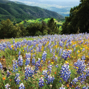 Figueroa Mountain Wildflowers – Greeting Card