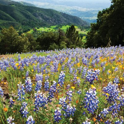 Figueroa Mountain Wildflowers – Greeting Card