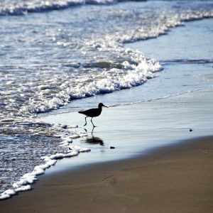 Willets in the surf, Santa Barbara – Greeting Card