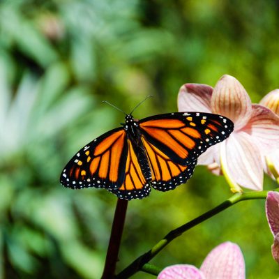 Monarch and orchid, Santa Barbara – postcard