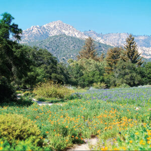 The Meadow, Santa Barbara Botanic Garden – Greeting Card