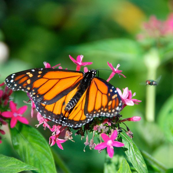 Monarch Butterfly at the Butterflies Alive! Exhibit - Greeting Card ...