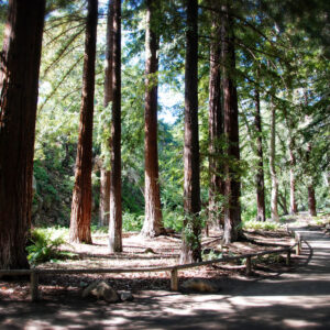 Redwood Grove, Santa Barbara Botanic Garden – postcard