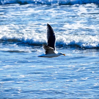 Seagull cruising the beach, Santa Barbara – Greeting Card