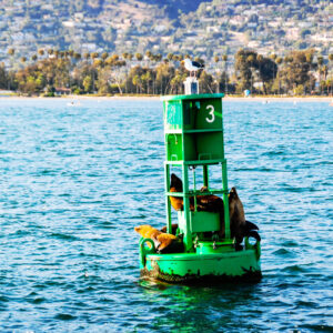 Sea lions on Green Buoy 3 – postcard