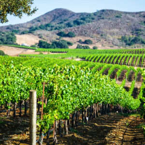 Santa Barbara County Vineyard – postcard