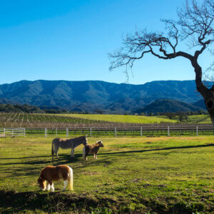 Santa Ynez Valley - Happy Canyon